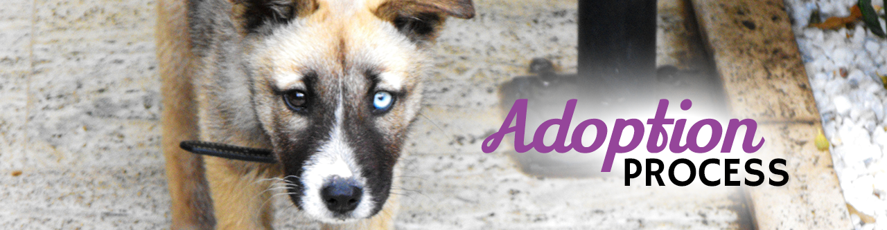 Adoption Process - Animal Protective Foundation