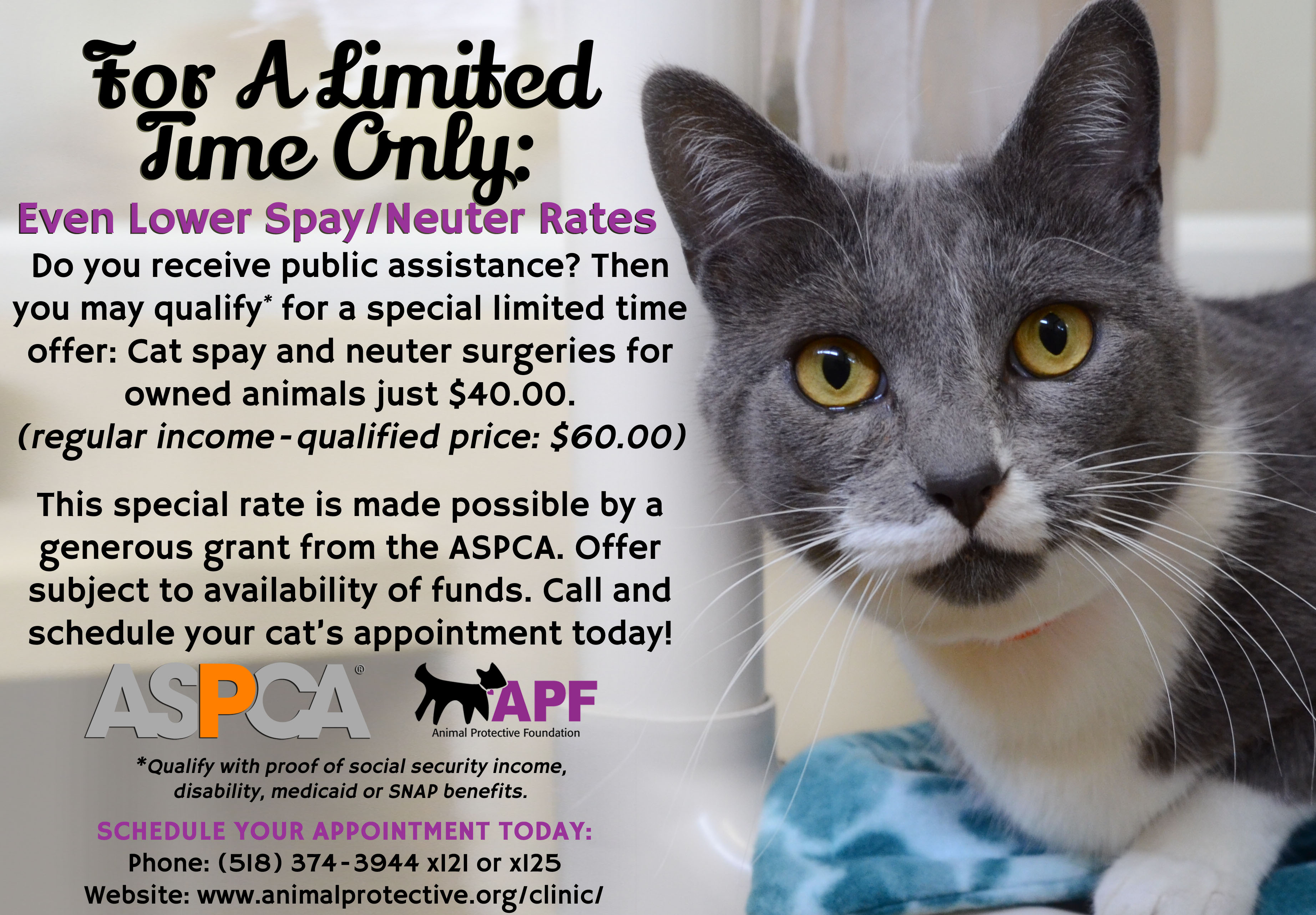 For A Limited Time Only Even Lower Cat Spay/Neuter Prices Animal