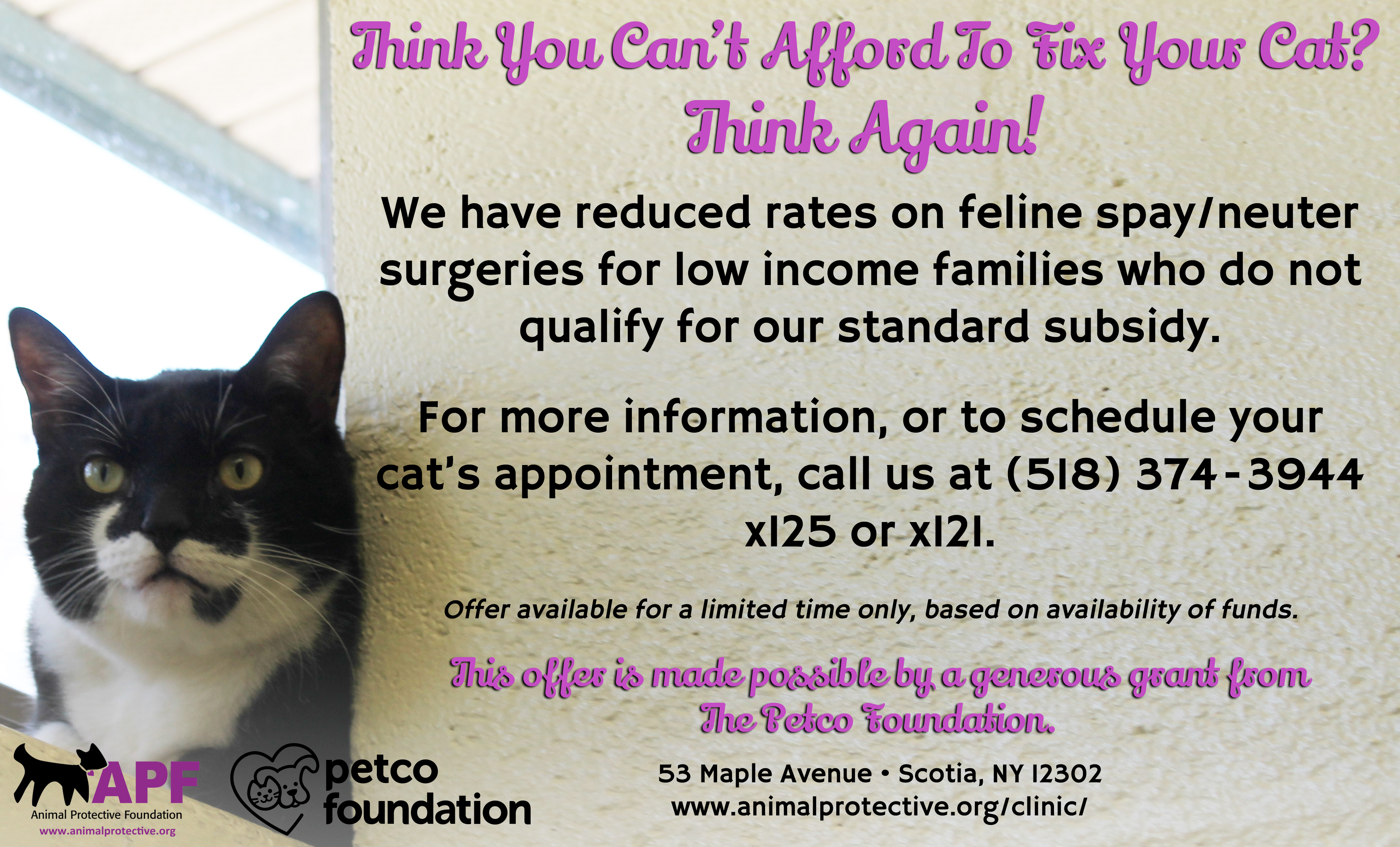 For A Limited Time Only Even Lower Cat Spay/Neuter Prices Animal