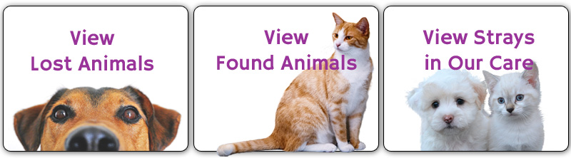Lost and Found - Animal Protective Foundation
